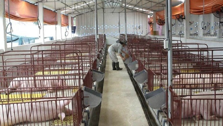 Xử lý nước thải chăn nuôi heo cần chú ý gì?