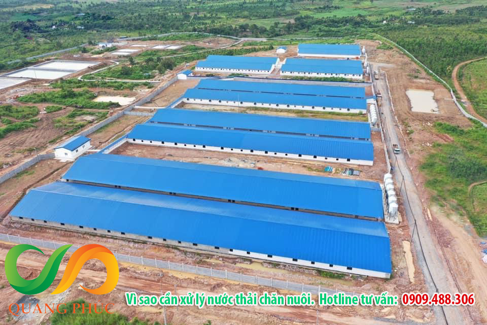 Vì sao cần xử lý nước thải chăn nuôi